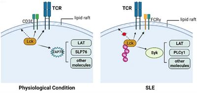 New insights into the Lck-NF-κB signaling pathway